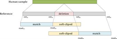 LSnet: detecting and genotyping deletions using deep learning network